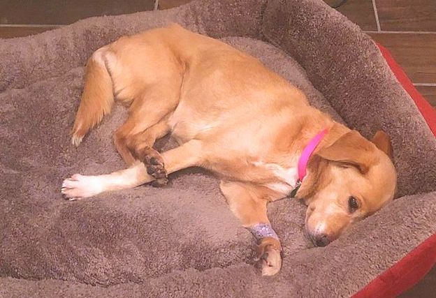 夜里房间门闭紧，第二天流浪犬却出現在家里，主人家搜索监控才知实情