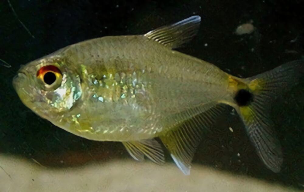 头尾灯鱼身份信息