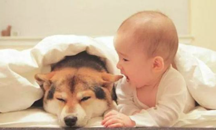 让小宝宝和狗狗独立在家里,推开门后心中一暖:这界面太温暖了吧