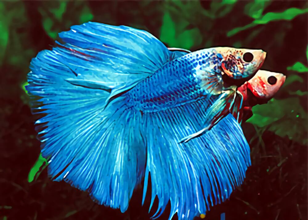 泰国斗鱼身份信息