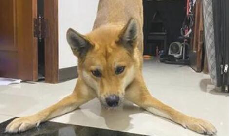 狗狗12点晚上不睡觉爽玩出轨,主人一看傻眼了