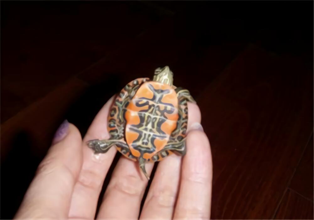 火焰龟身份信息