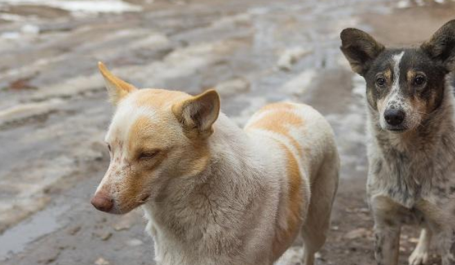 混迹在餐馆中的流浪狗,吃得比家犬还胖,只因遇到一个好老板