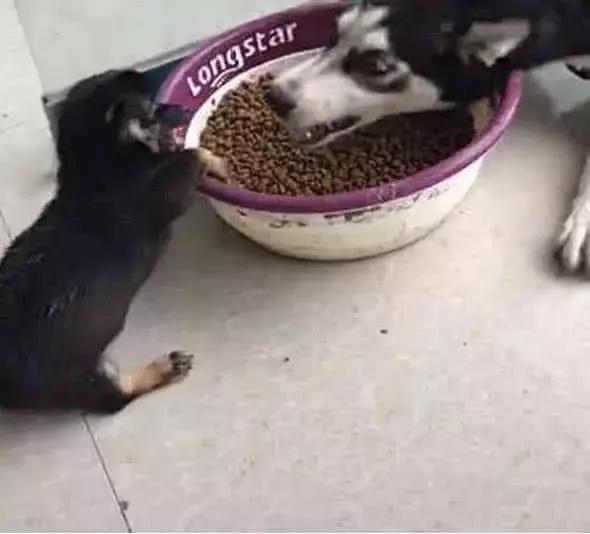 二哈霸占狗粮独食, 还对小土狗凶巴巴, 以为是王者结果是青铜