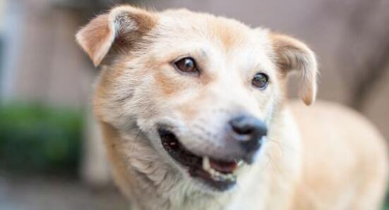 中华田园犬，看家护院是好手，为什么就做不了警犬？