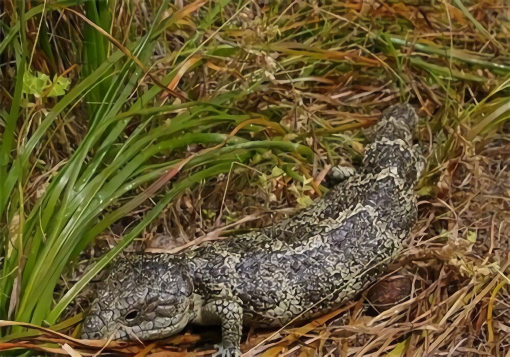 松果蜥身份信息