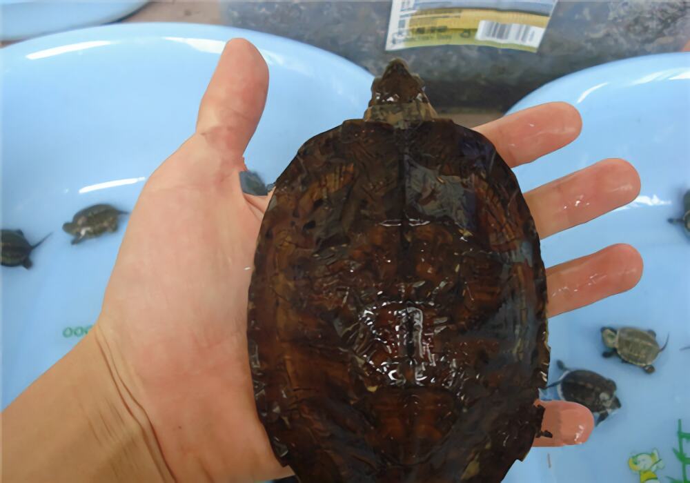 齿缘摄龟身份信息