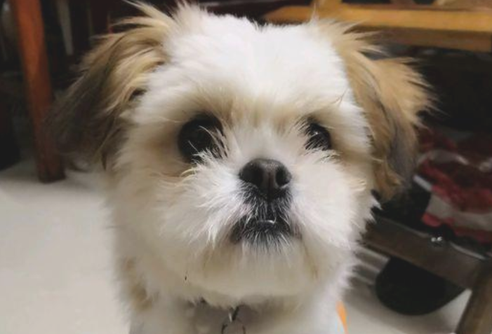 遛猫遛狗时被流浪犬追随,女生喂它点狗粮后,自己狗子见到却超凶了