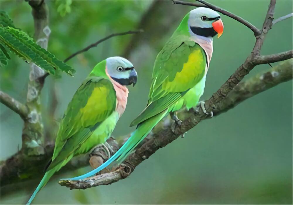 大绯胸鹦鹉身份信息