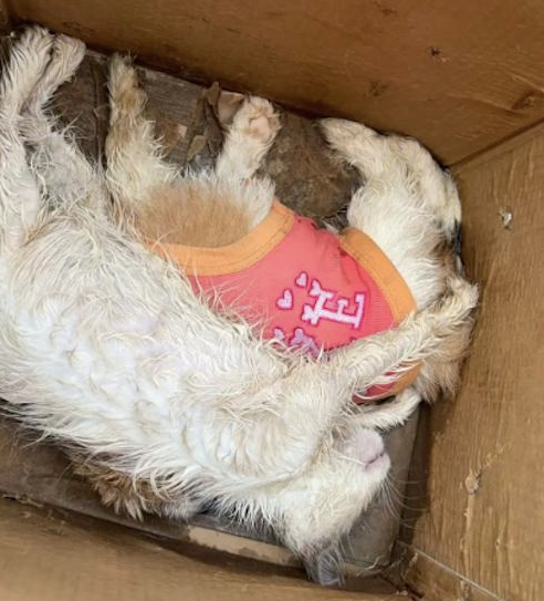 网约车将猫狗放密闭笼里,送到家时它们已经死了