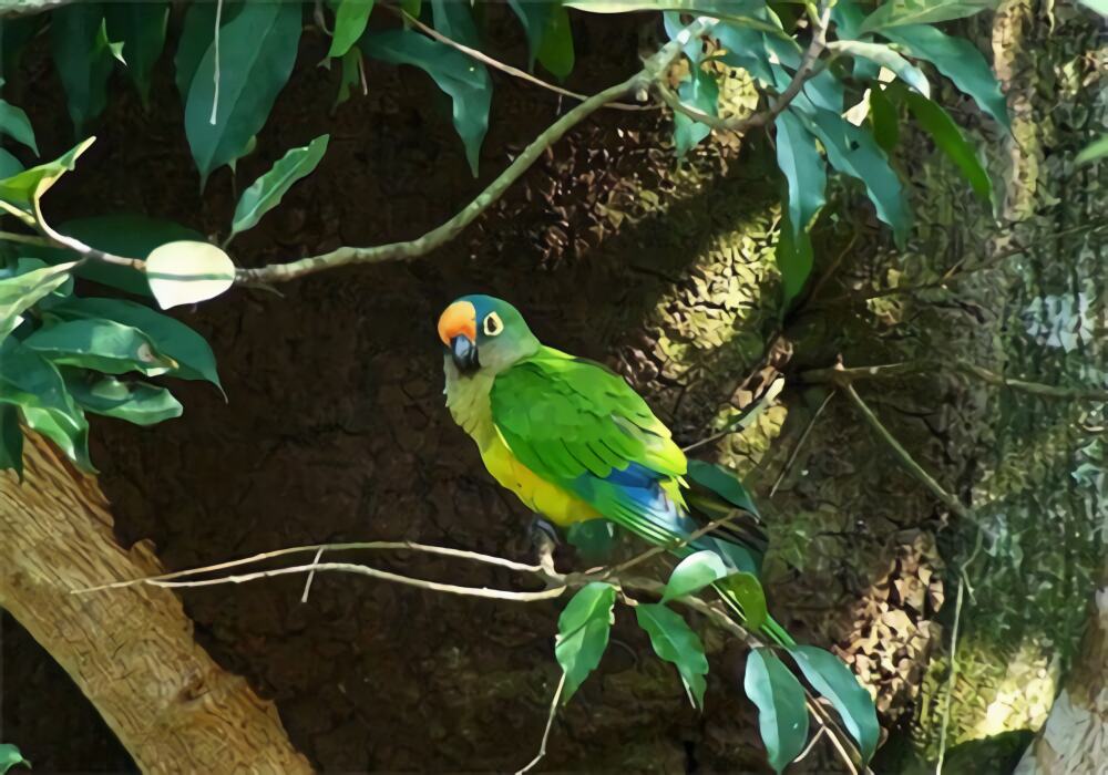 桃额锥尾鹦鹉身份信息