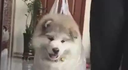 小狗被主人提着,像宝宝一样学走路,打算给狗练双脚走
