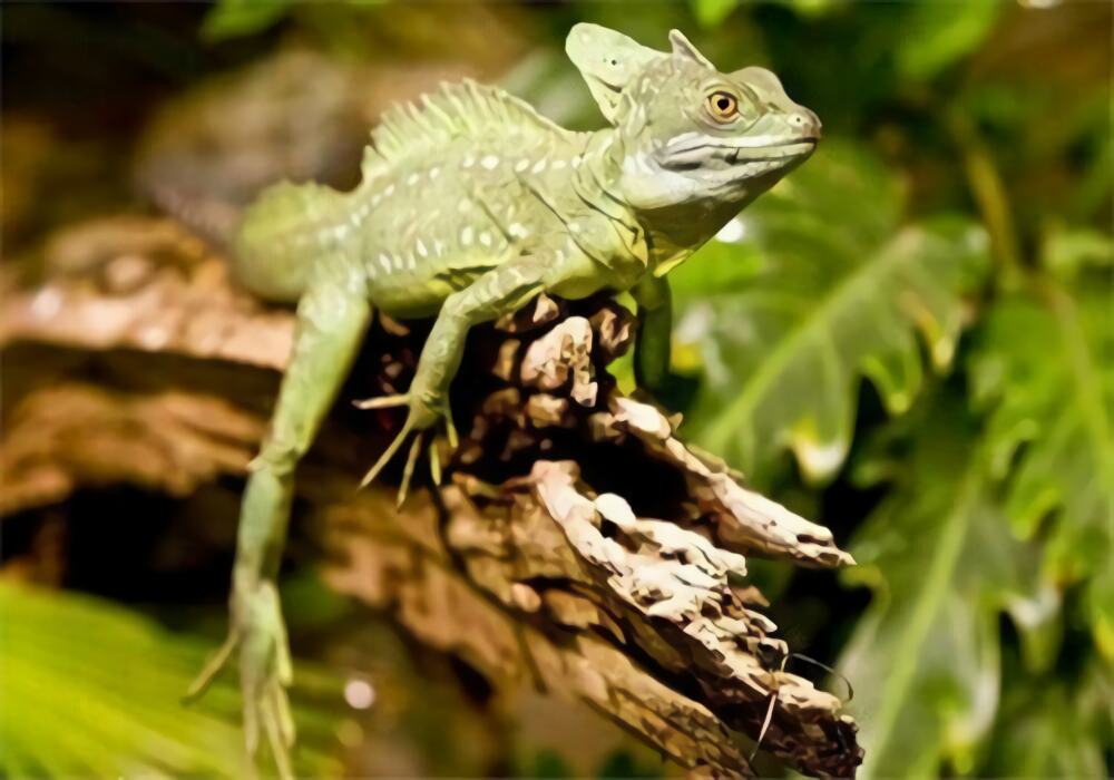 双冠蜥身份信息