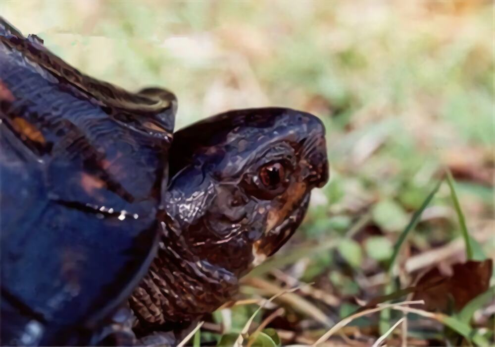 卡罗莱纳箱龟身份信息