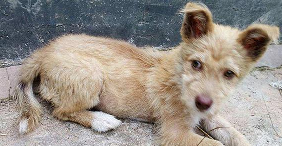 火锅串串比不上品种狗?可客观事实并不是这样,前面一种不但身体素质更强,长相也变化多端