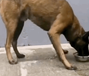 流浪犬逆袭成警犬，从此走上“狗生巅峰”！