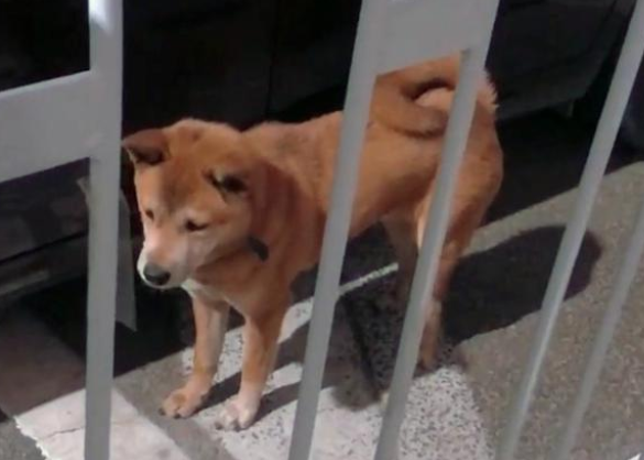 形似柴犬的大黄狗遭遗弃,流浪街头苦等主人归来