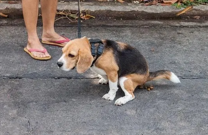 小狗随地便溺,有人视而不见有人悉心清理,同为养犬人差别有点大
