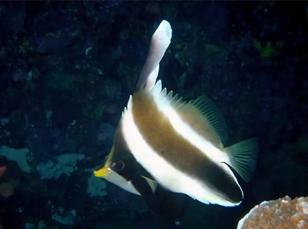 羽毛关刀身份信息