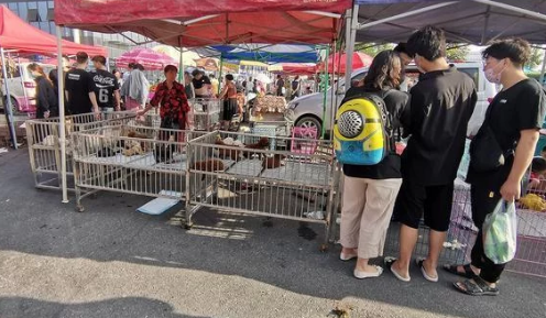 农村狗市价格便宜,河南客户整车采购:买狗方式与众不同