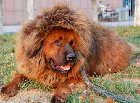 市民被藏獒困在家门口 物业齐心协力牵走狗狗