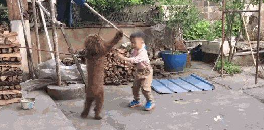 小男孩和泰迪起了争吵,狗狗急得站立起来和他打架斗殴,狗:我奉陪到底