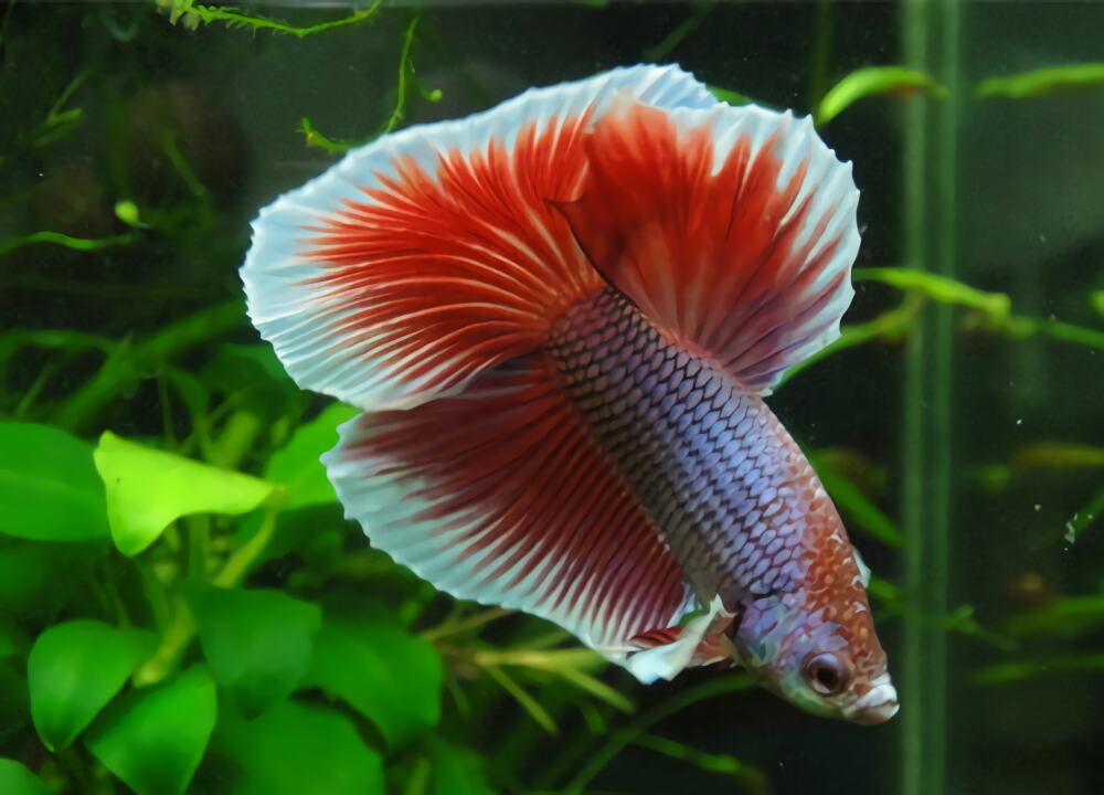 半月斗鱼身份信息