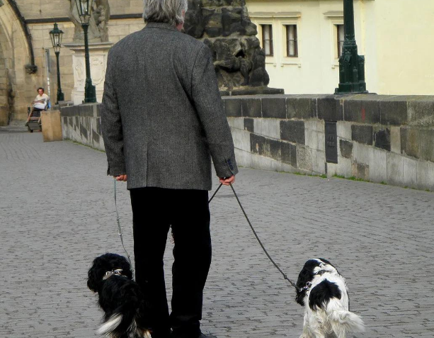养犬新规实行,不文明养,不仅缺德还违法!