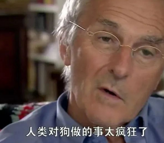 救命呀！我家狗子是大禽兽！它…它竟然睡了它亲妈…...