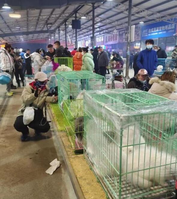 800元的柴犬、500元的布偶猫,我来到了宠物们的“人间炼狱”