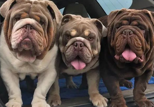 救命呀！我家狗子是大禽兽！它…它竟然睡了它亲妈…...