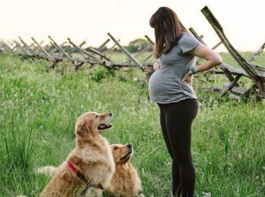 因为怀孕,婆婆要送走爱犬。为此天天吵架,真的不能养狗吗