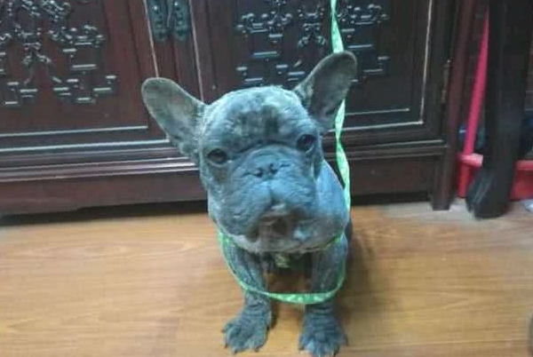 捡到一只难看的流浪犬,想不到是名犬,网友:赚变大!