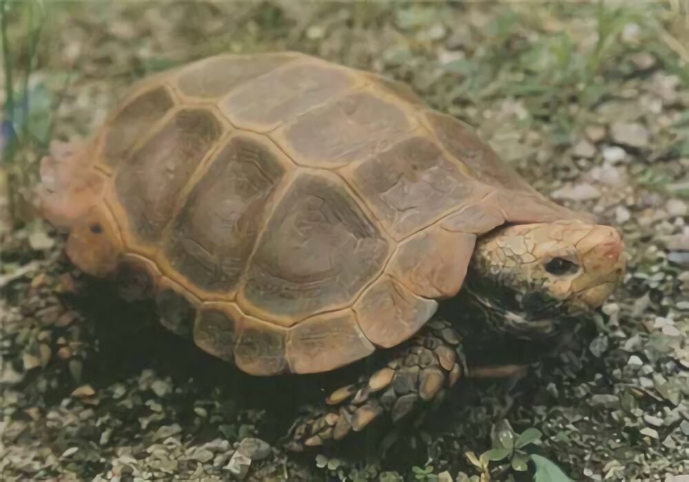 凹甲陆龟身份信息