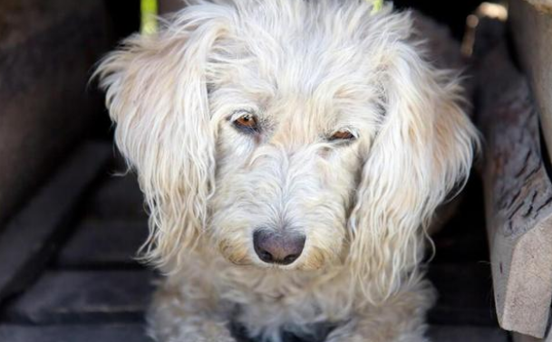 偶遇一只流浪狗,洗完澡颜值惊艳众人,凭实力收获铲屎官