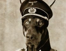 传说诞生于希特勒实验室的猛犬,却为美军屡建功勋,被立雕像纪念