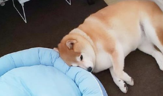 主人给柴犬买来新狗窝,它却分毫不高兴,狗:我还是喜爱睡木地板!