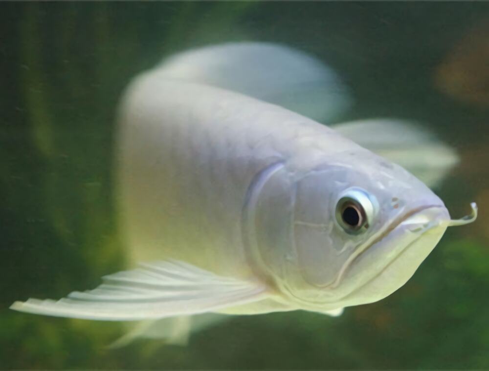 青龙鱼身份信息