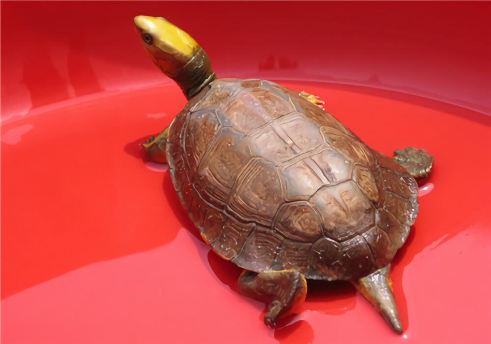 百色闭壳龟身份信息