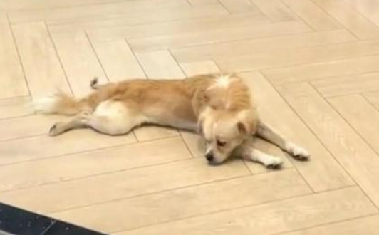 忠犬飞机场等主人一年,把塑料瓶当玩具,结果主人没来它就成了家