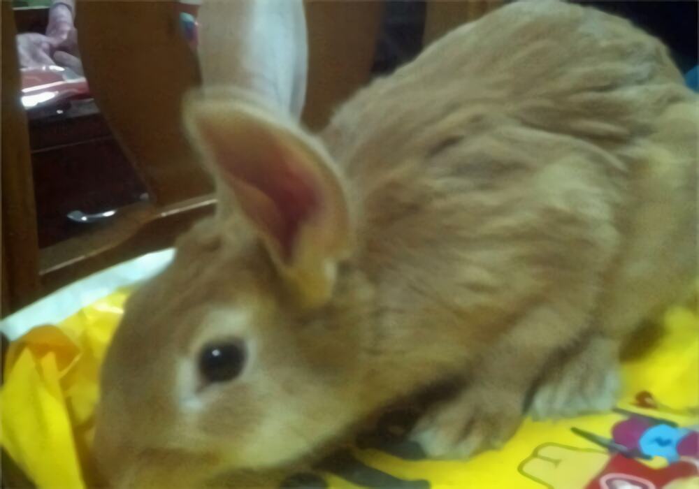 柏鲁美路兔身份信息