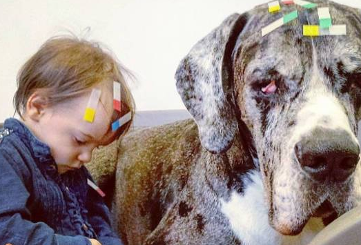 大丹犬主动担任宝宝的“保姆”,时刻贴心陪伴左右