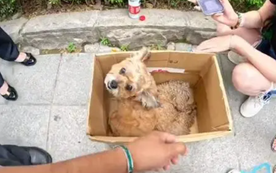 小狗遭遇车祸,同伴不离不弃