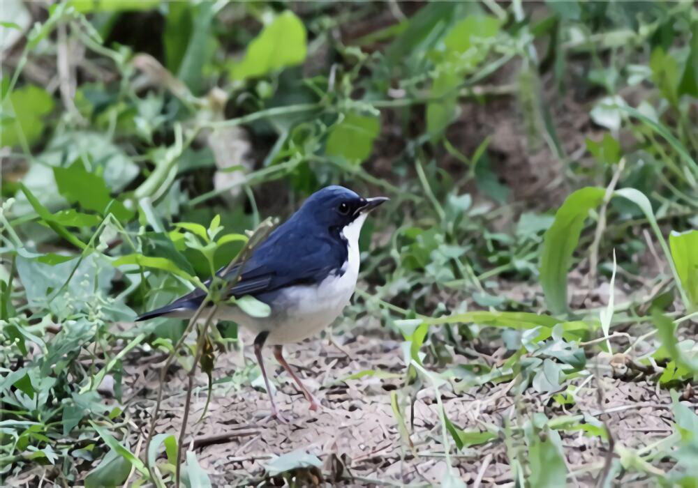 蓝歌鸲身份信息
