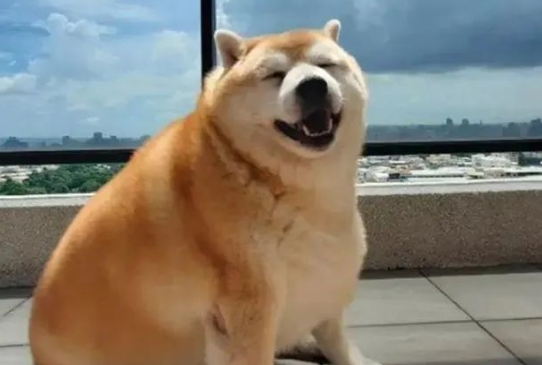 柴犬长出“海豹身型”,主人讲出它的胃口后,却让大伙儿觉得惊讶