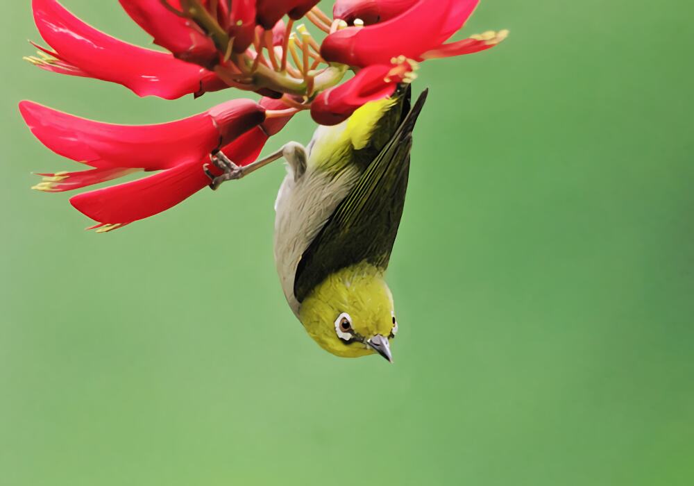 暗绿绣眼鸟身份信息