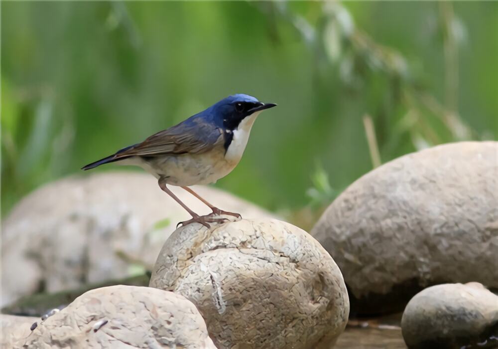 蓝歌鸲身份信息