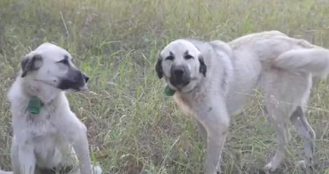 屡被游人“强制援助”,散养牧羊犬被送救助站,农场主很郁闷