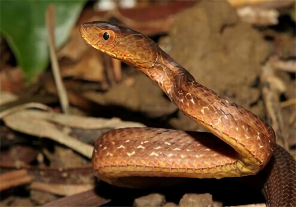 紫砂蛇身份信息