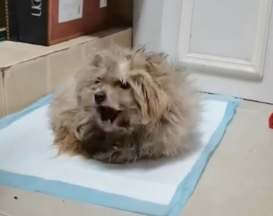 流浪狗在马路上乱窜,女生犹豫片刻开车调头来找,它竟乖巧的出奇